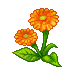 PlainswortFlower