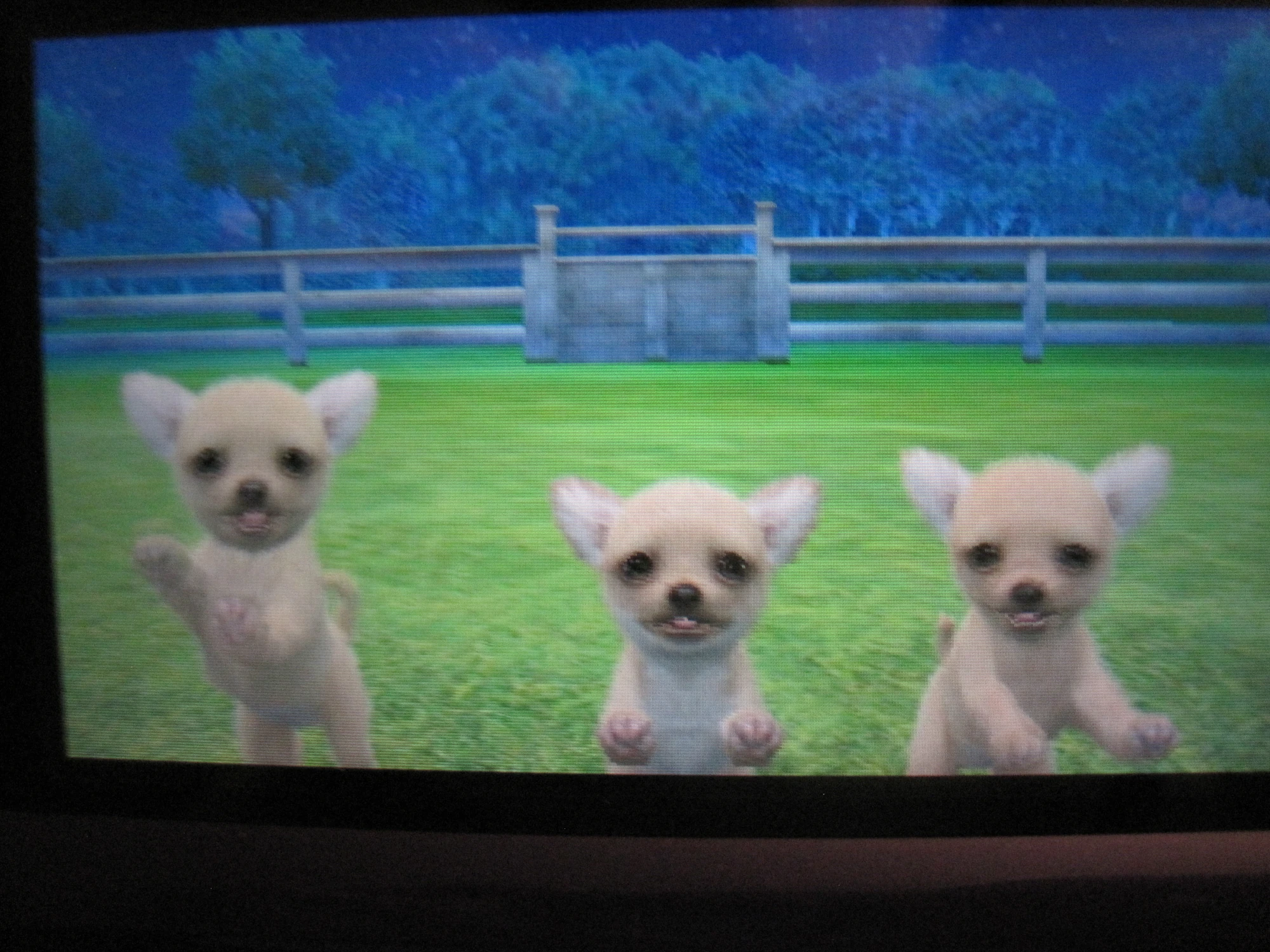 Chihuahua Nintendogs Wiki FANDOM powered by Wikia
