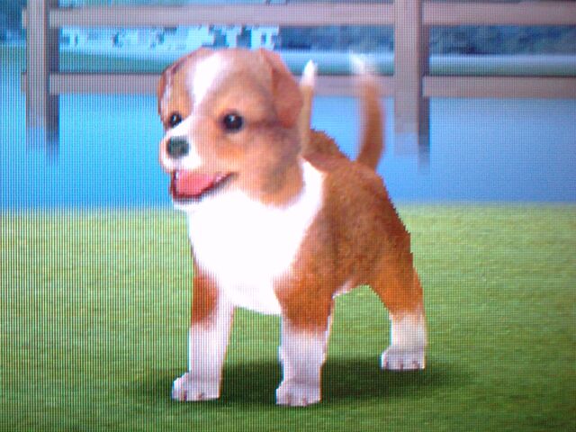 File:Sable DS Sheltie.jpg