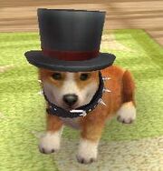 Corgi black top hat