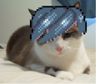 Austin Carter nitrome cat
