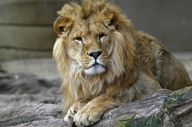 File:Lion zoo antwerp 1280.jpg