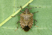Adult-female-full