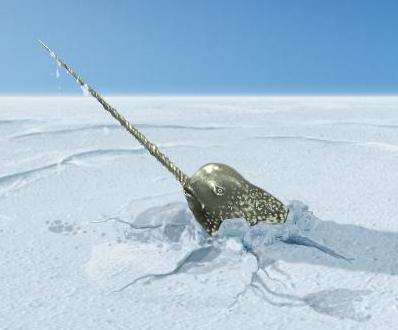 File:Narwhal.jpg