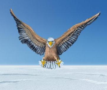 File:Snow Eagle.jpg