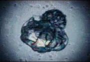 The-Cave-Parasite-1-