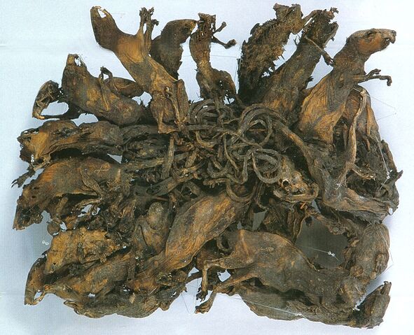 File:Rat King.jpg