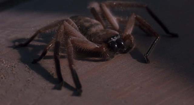 File:Spider Arachnophobia.png