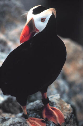 File:TuftedPuffin.jpeg