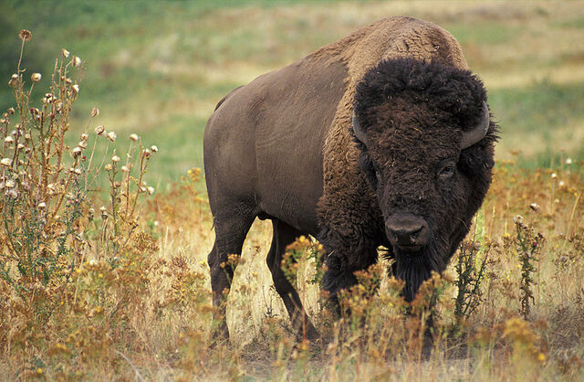 File:800px-American bison k5680-1.jpg