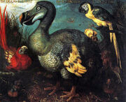 Edward's Dodo