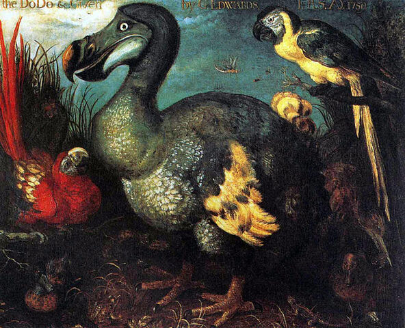 File:Edward's Dodo.jpg