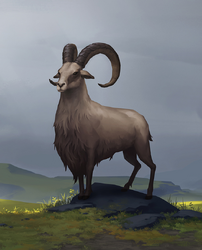 Goat
