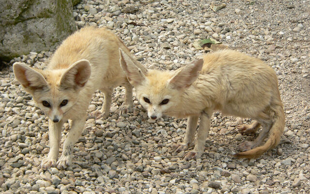 Fichier:Fennec Foxes.jpg