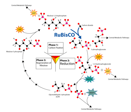 Slika:699px-Calvin-cycle3.png