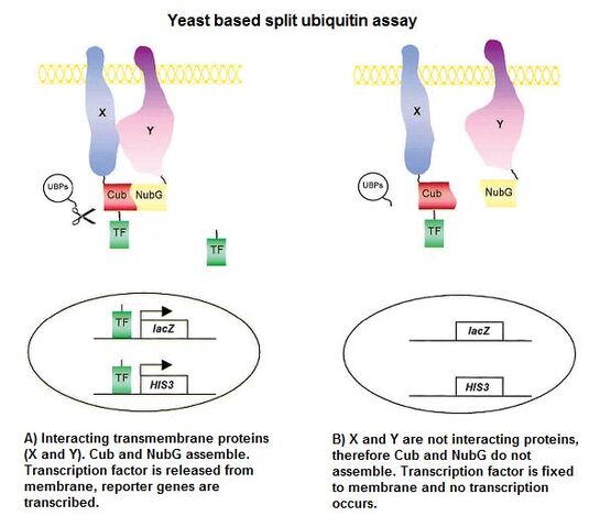 Slika:Split ubiquitin(low).jpg