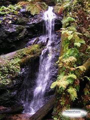 Forestwaterfall2
