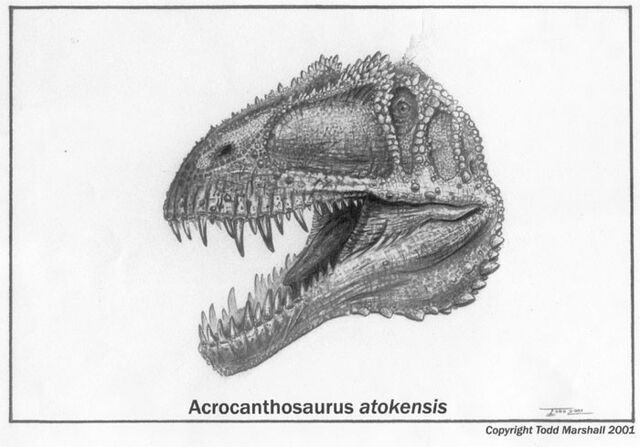 File:Acrocanthosaurus Head.jpg