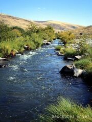 Stream