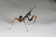 Nymph