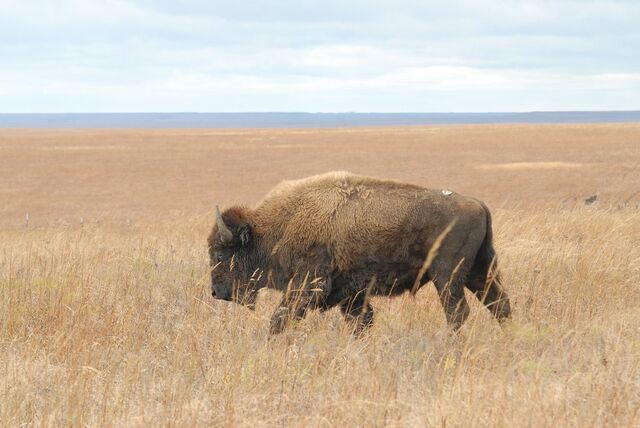 File:Bison TPNP.jpg
