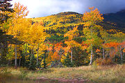 GSD Fall