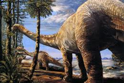 Pleurocoelus