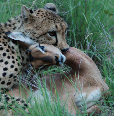 File:Cheetah with impala.png
