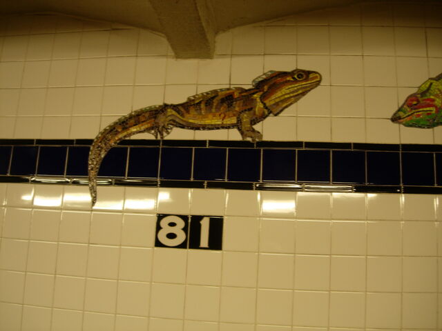 File:81 lizard.jpg
