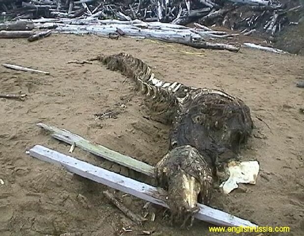 File:SeaWolf2.jpg