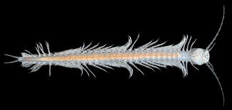 File:Weeklycreaturefeature.jpg