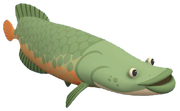 Arapaima