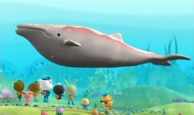 File:Albino Humpback Whale.png