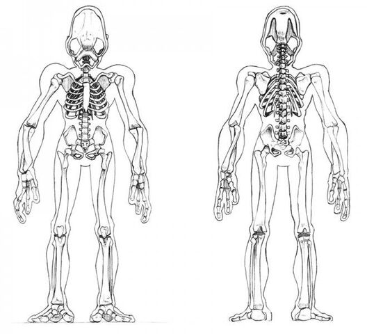 File:Mudokon Skeletal System.jpg