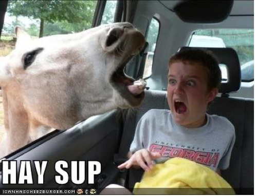 File:Haysup.png