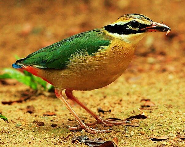 Fichier:Indian pitta Pitta brachyura.jpg
