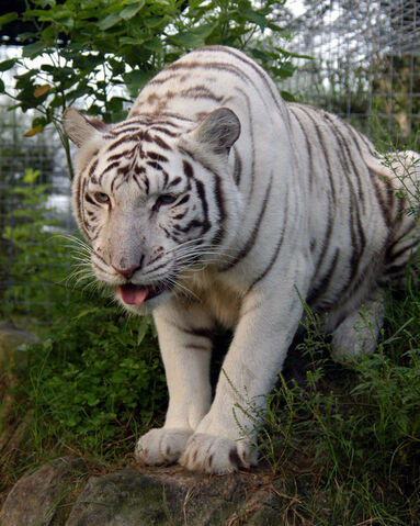 File:White-tiger-002.jpg