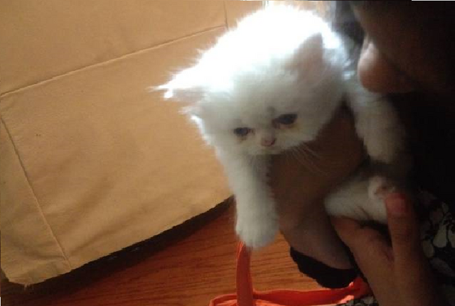 File:Kitty.png