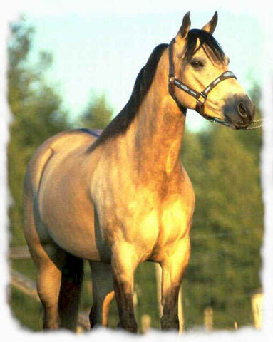 File:Horses1.jpg