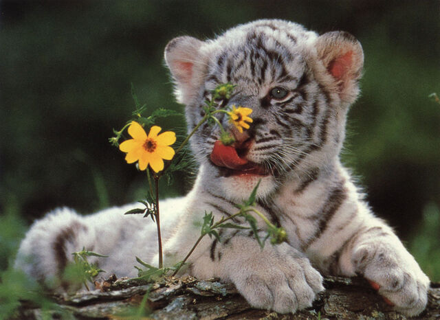 File:WhiteTigerCub flowers.jpg