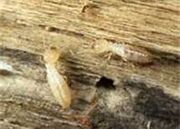 Larva