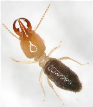 NasuteSoldierTermite