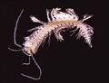 New-species