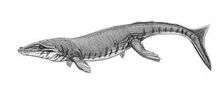 Dakosaurus