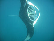 Swimming with Manta Rays