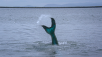 3x07 Ariel queue de sirène poisson portail océan.png