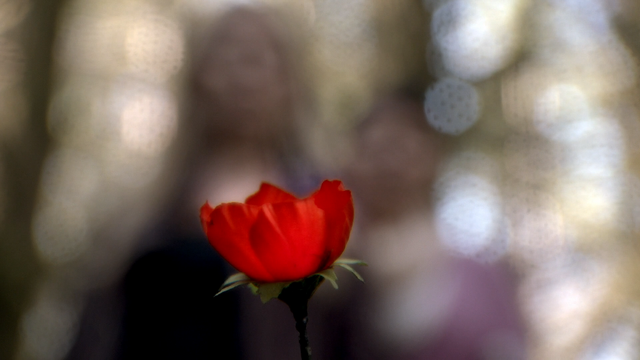 Fichier:2x08 fleur poudre de pavot coquelicot magique.png