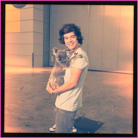 File:One-Direction-Member-Harry-Styles-Koala.jpg