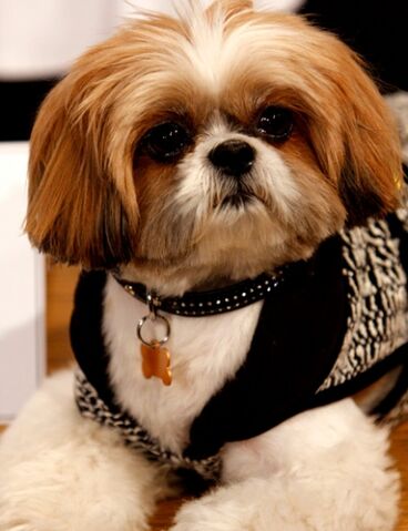 File:David Vickers (dog).jpeg