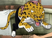 Lucci leopardo